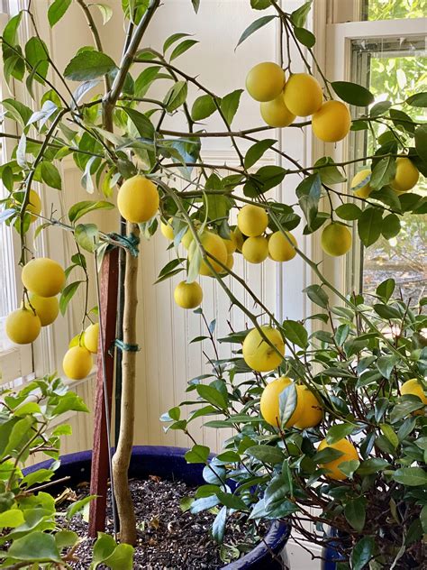 My Top Tips For Growing A Magnificent Meyer Lemon Tree