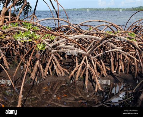 Close Up View Of Mangrove Roots Stock Photo Alamy