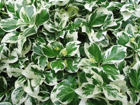 Garden Green Bush Leaves White Ornamental Plant 20 Inch By 30 Inch