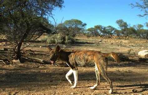 Western Australian Wild Dog Action Plan 2016-2021 | Agriculture and Food