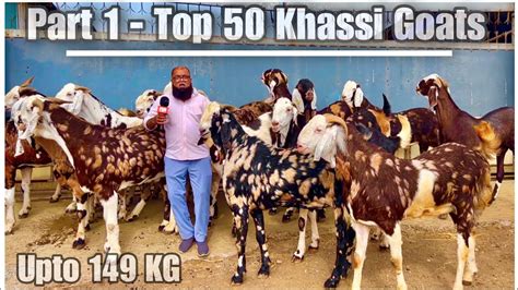 Top 50 Khassi Goats Of Jd Goat Farm Mumbai India 2023 Part 1 Youtube
