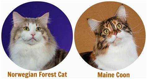 Norwegian forest cats hail from norway, and were exclusive to scandinavian countries until they protected the food supply on viking ships. Norwegian Forest Cat Vs Maine Coon - Cat and Dog Lovers