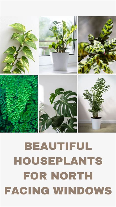 31 Best Houseplants For North Facing Windows W Pics Houseplants
