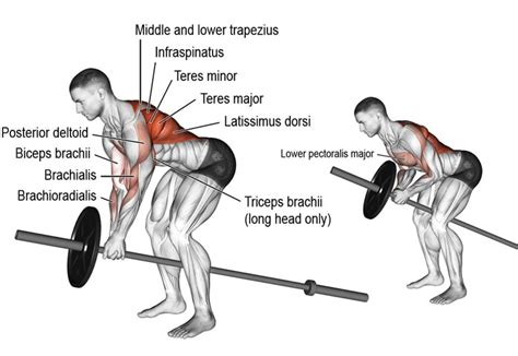 T Bar Row Exercise Guide Muscles Worked How To Benefits Variations