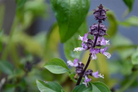 Thai Basil Hoot Acre Farm