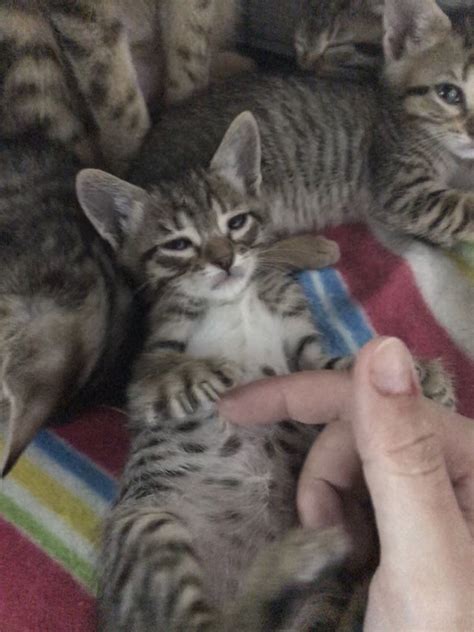 Training This Shelter Kitten To Love Belly Rubs Its Such Hard Work