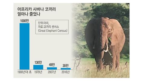 아프리카 코끼리 9년새 30 가까이 줄어 국경없는 코끼리 의 사상 첫 18개국 개체수 전수조사 결과 밀렵 무서워 새끼 낳기 꺼린다는 보고까지 경향신문