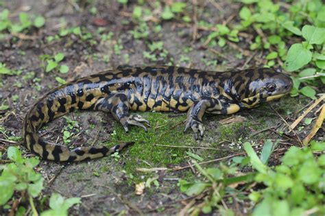 Western Tiger Salamander Ambystoma Mavortium Amphibians And