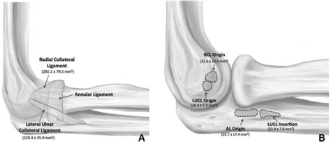 The Lateral Collateral Ligament Complex Of The Elbow Quantitative
