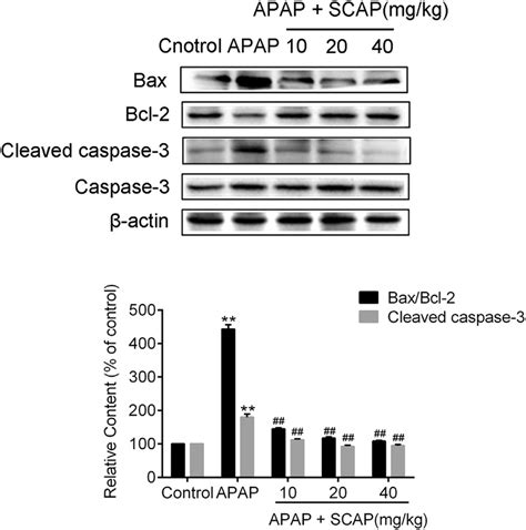 SCAP Reduced The Bax Bcl 2 Ratio And The Expression Of Cleaved