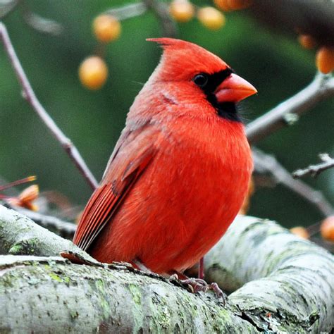 Male Cardinal Cardinals Photo 36106913 Fanpop
