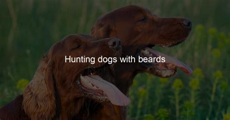 Hunting Dogs With Beards Hunting Genes