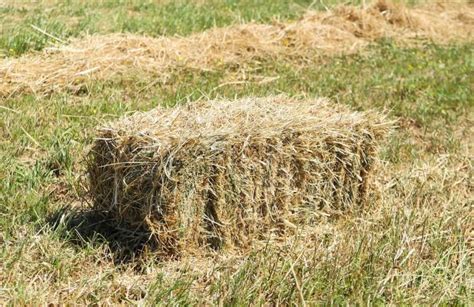 Oat Hay For Horses