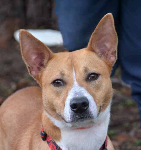 Adopt Rosie On Petfinder In 2020 Pet Adoption Dog Adoption Pets