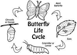 Butterfly Life Cycle Coloring Pages For Kids ~ Best Coloring Pages For Kids