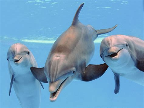 Dolphins Talk To Each Other Recorded First Time In History Amazing