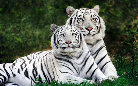 The White Tiger Poster Hd There Are Nine Species Of Tigers But In The Last 100 Years Alone