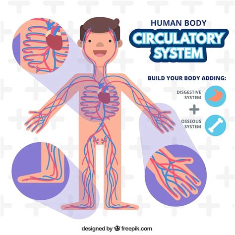 Circulatory System Free Vector