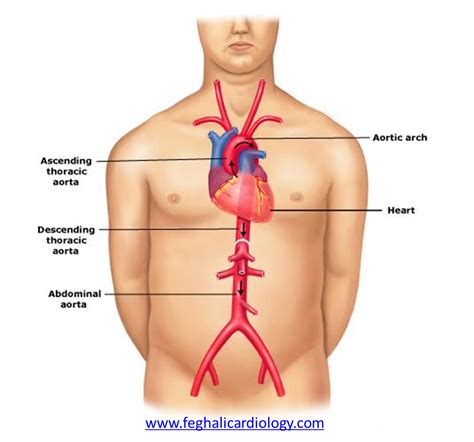 Abdominal Aorta Iliac And Lower Extremity Arteries Thoracic Key Porn