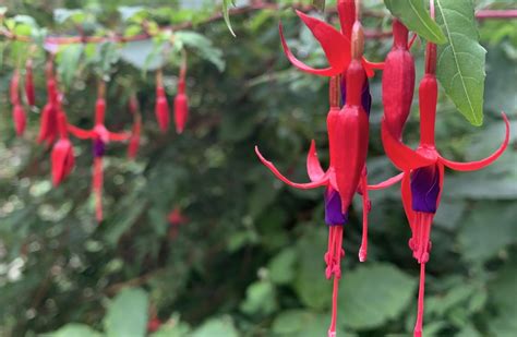 16 Mind Blowing Facts About Fuchsia Magellanica