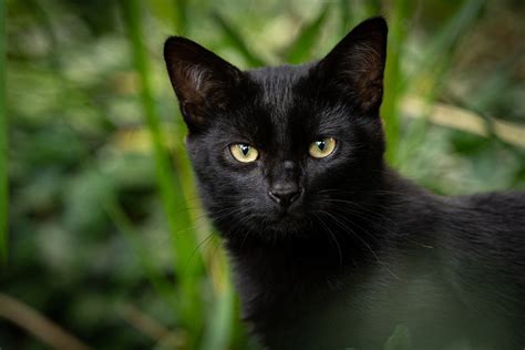 Why Are Black Cats Unlucky Jollypetslife