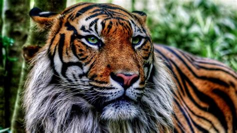 Wallpaper Tiger Wildlife Big Cats Zoo Whiskers Jungle Fauna