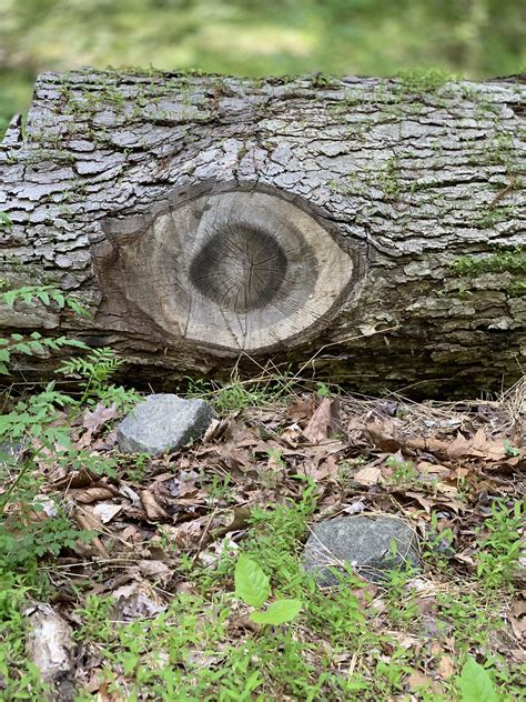 This Tree Has An Eye In It Mildlyinteresting