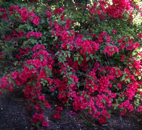 Dark Pink Bougainvillea Flower Bush Amazing Nature Of California