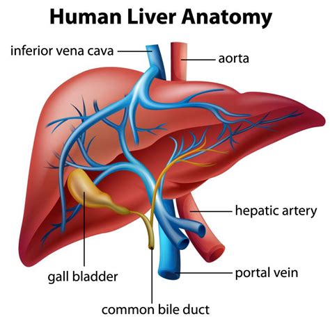 What Causes An Enlarged Liver With Pictures