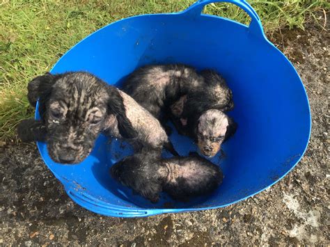 Tiny Bald Puppies Found In A Bucket The Dodo