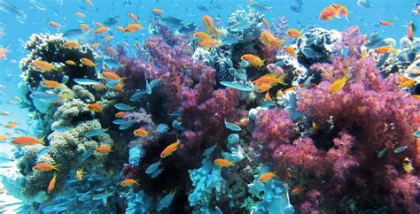 Coral Reefs Are Dying Can Land Based Coral Farms Save Them Hawaii