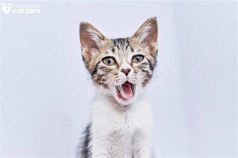 Kittenhood Photography Competition Winner Catan Ngan Cats Cute