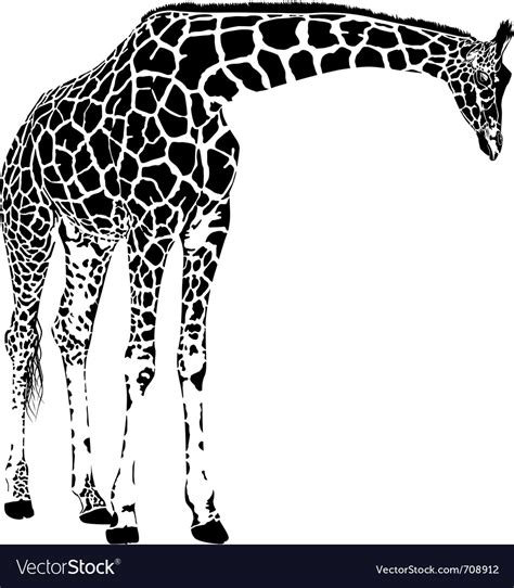 Giraffe Vector Image
