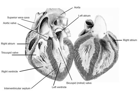 Pig Heart Dissection Worksheet