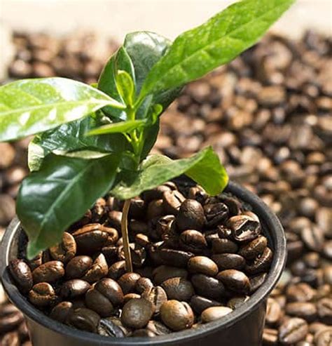 Coffee Bean Planting Seeds Dwarf Coffee Plant Seeds Etsy