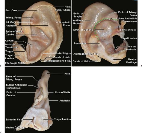 Ear Auricle Anatomy