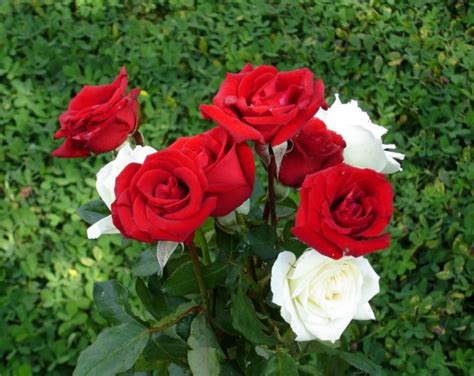 Paling Hits 30 Gambar Bunga Mawar Merah Terindah Galeri Bunga Hd