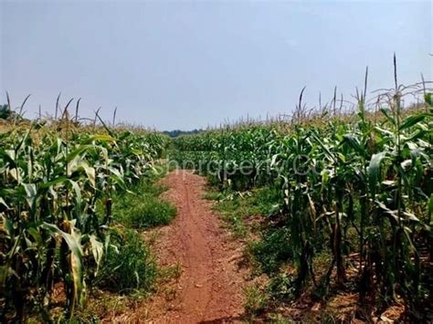 Welcome to facebook pekan nanas, pontian, johor darul takzim, malaysia. Plantation Land @ Pontian | For Sale | Agri Land ...