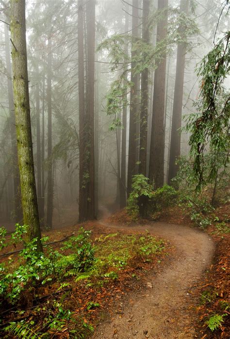 Redwood Fog Foggy Rain Rolling Through Redwood Forests Of Santa Cruz