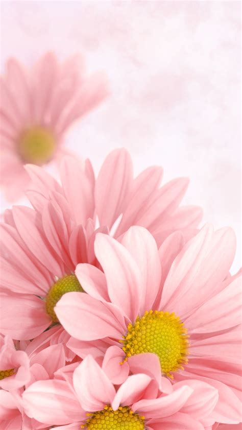 Pink Aesthetic Pink Daisy Wallpaper Flower Phone Flores Para Fondo