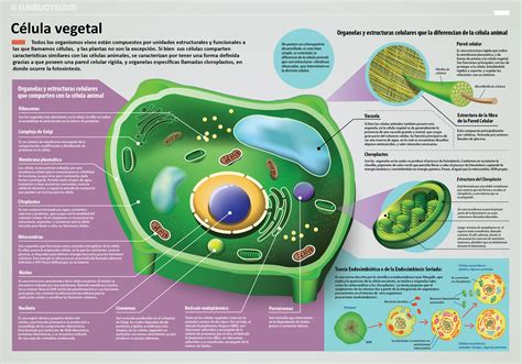 Estructura De La Celula Vegetal Eucariota 2020 Idea E Inspiración