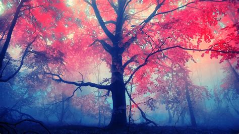 Red Autumn Leaves Tree With Fog 4k Hd Nature Wallpapers Hd Wallpapers
