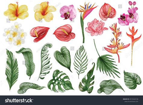 Tropical Watercolor Flowers Images Stock Photos Vectors