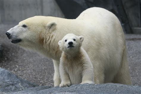 Climate Crisis Polar Bears Face Extinction By 2100 World Economic Forum