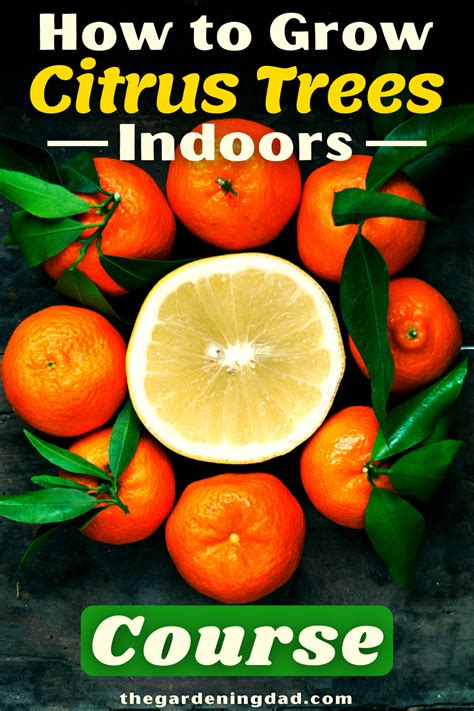Learn How To Grow Citrus Trees Indoors With This Step By Step Course