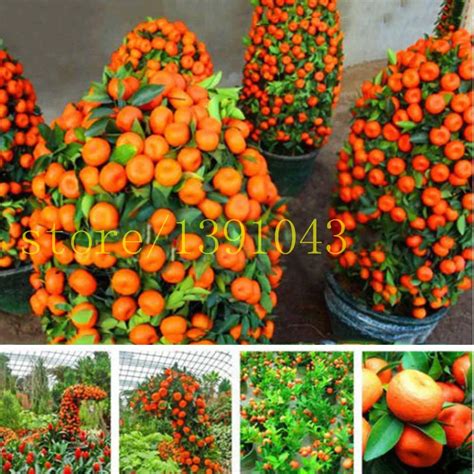 Fruit Seeds Orange Tree Dwarf Washington Navel Grow Indoors Or Outdoors