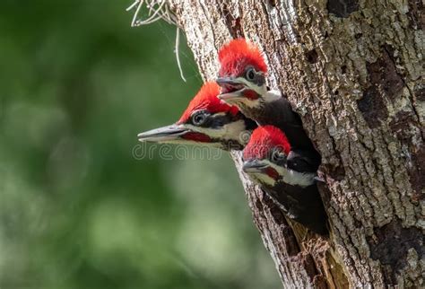 Three Baby Pileated Woodpeckers In Tree Stock Image Image Of Insects