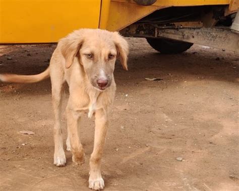 Pet Adoption Pune Helping Strays Pet Adoption Pune
