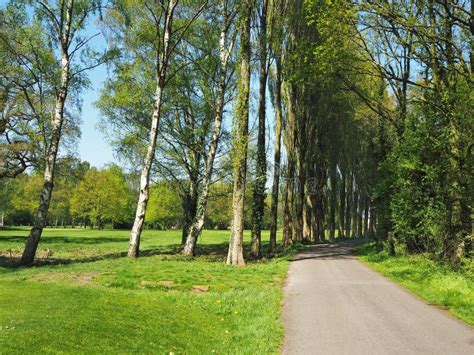 Lane Through Poplar Trees With Green Grass And A Blue Sky Stock Photo