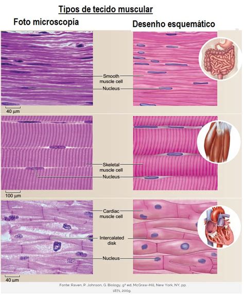 Tecidos Musculares Anatomia Papel E Caneta